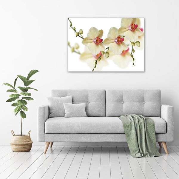 Foto obraz na plátně Orchidej oc-102443917