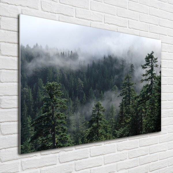 Foto obraz fotografie na skle Lesní mlha osh-103817714