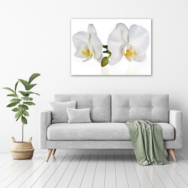 Foto obraz na plátně Orchidej oc-103920801