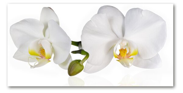 Foto obraz skleněný horizontální Orchidej osh-103920801