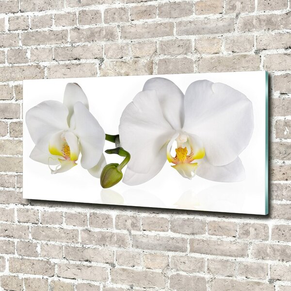 Foto obraz skleněný horizontální Orchidej osh-103920801