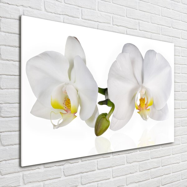 Foto obraz skleněný horizontální Orchidej osh-103920801