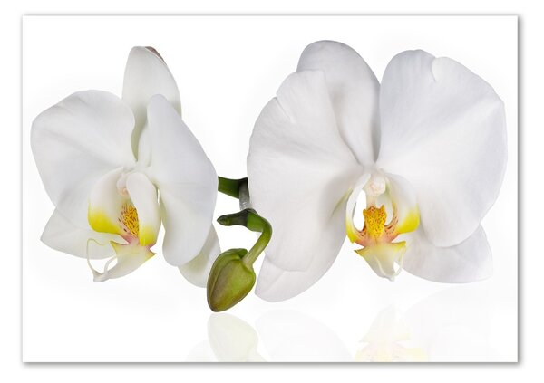 Foto obraz skleněný horizontální Orchidej osh-103920801