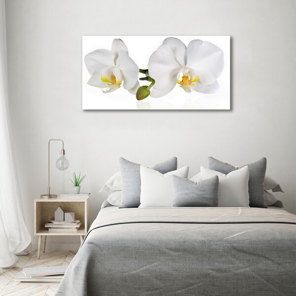Foto obraz na plátně Orchidej oc-103920801