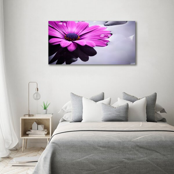 Foto obraz na plátně Gerbera oc-104053300