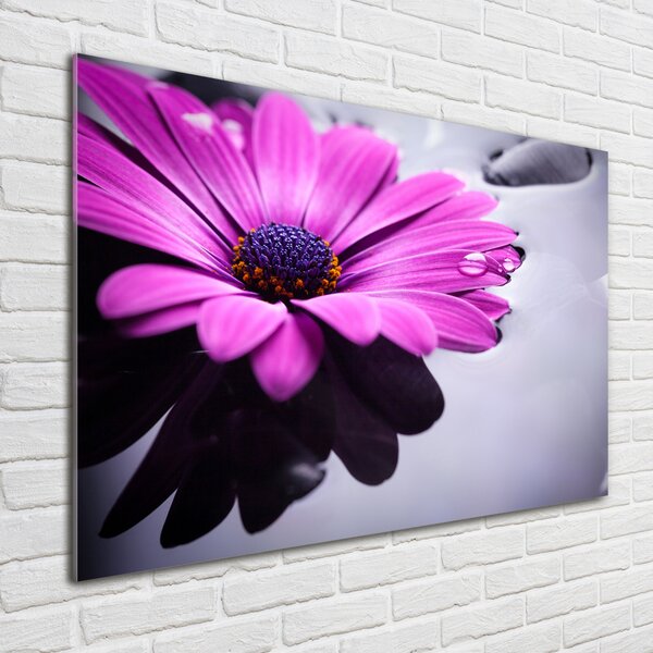 Fotoobraz na skle Gerbera osh-104053300
