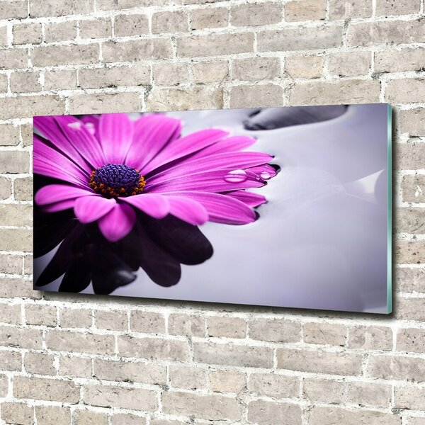 Fotoobraz na skle Gerbera osh-104053300