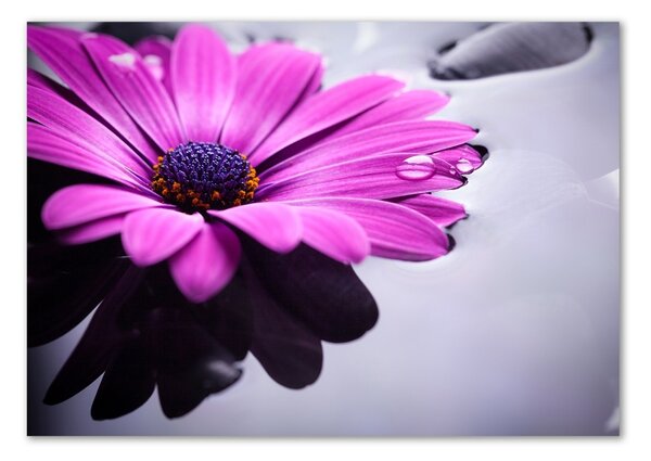 Fotoobraz na skle Gerbera osh-104053300