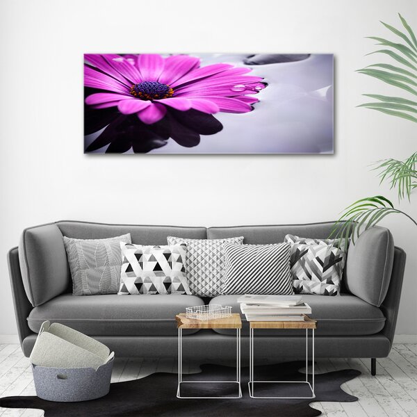 Foto obraz na plátně Gerbera oc-104053300