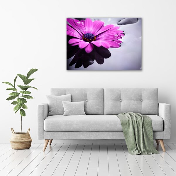 Foto obraz na plátně Gerbera oc-104053300