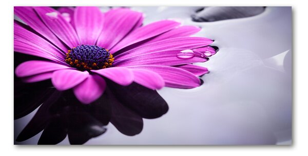 Fotoobraz na skle Gerbera osh-104053300