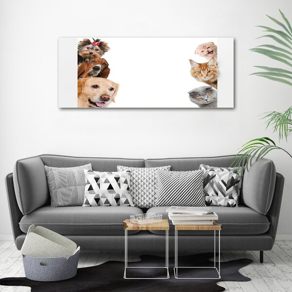 Foto obraz canvas Psy a kočky oc-104206550