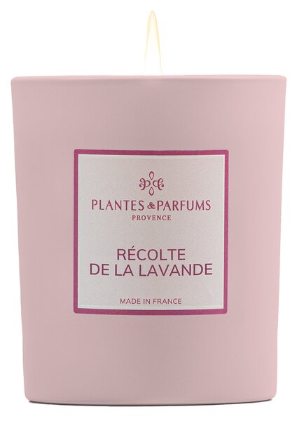 Plantes et Parfums de Provence Récolte de la Lavande