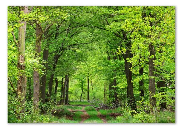 Foto obraz skleněný horizontální Jarní les osh-104709227