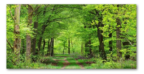 Foto obraz skleněný horizontální Jarní les osh-104709227