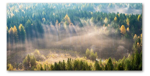 Fotoobraz na skle Mlha v lese osh-104886541