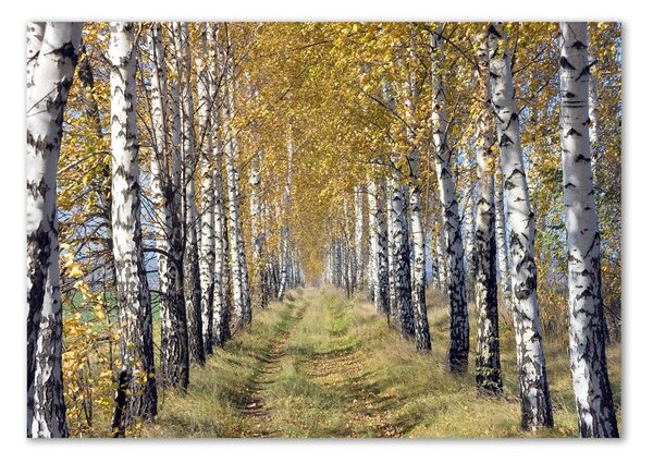 Foto obraz skleněný horizontální Břízy podzím osh-105179971