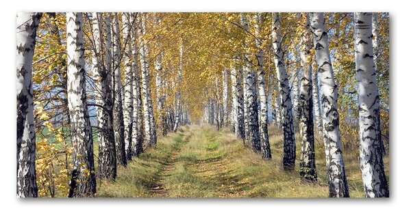 Foto obraz skleněný horizontální Břízy podzím osh-105179971