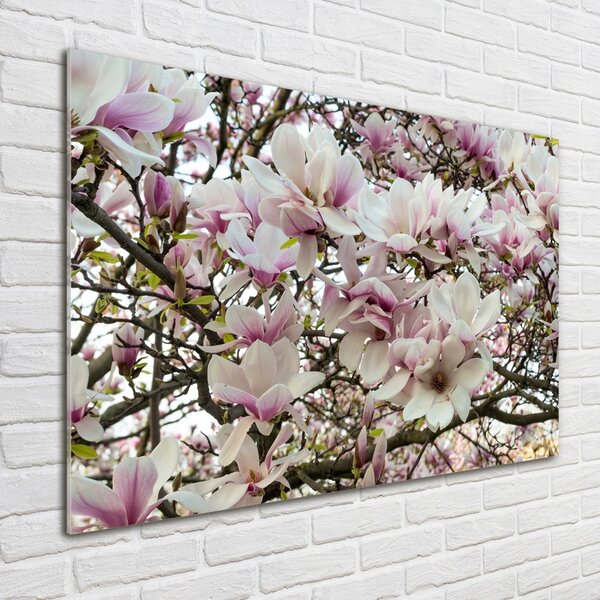 Foto obraz sklo tvrzené Květiny magnolie osh-107287859