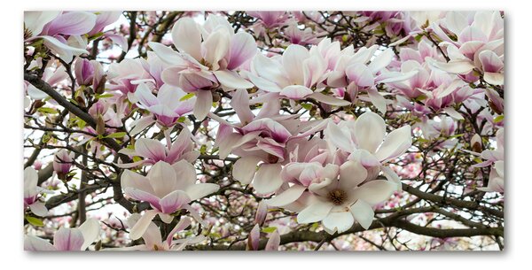 Foto obraz sklo tvrzené Květiny magnolie osh-107287859