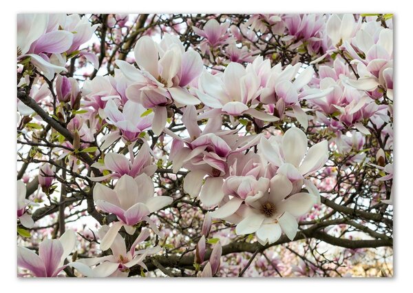 Foto obraz sklo tvrzené Květiny magnolie osh-107287859