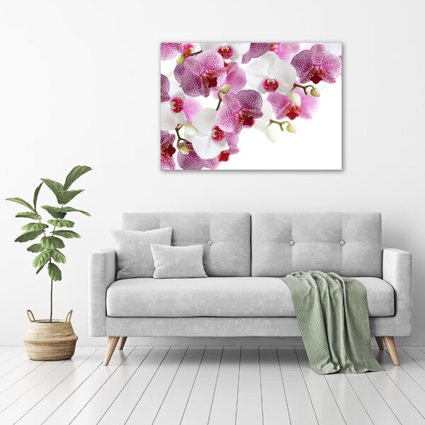 Foto obraz na plátně do obýváku Orchidej oc-107506962