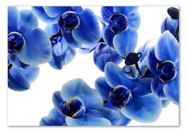 Foto obraz sklo tvrzené Modrná orchidej osh-108719239