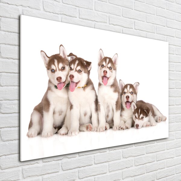 Foto obraz sklo tvrzené Štěňata Husky osh-110309501
