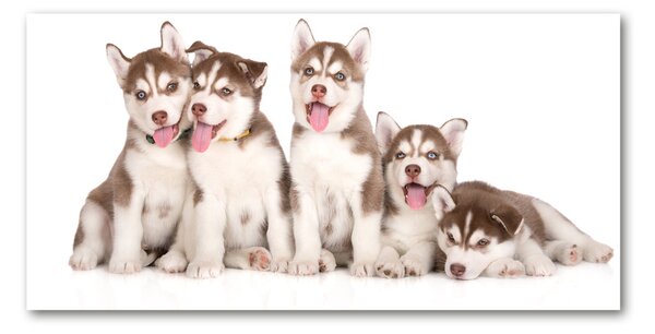 Foto obraz sklo tvrzené Štěňata Husky osh-110309501