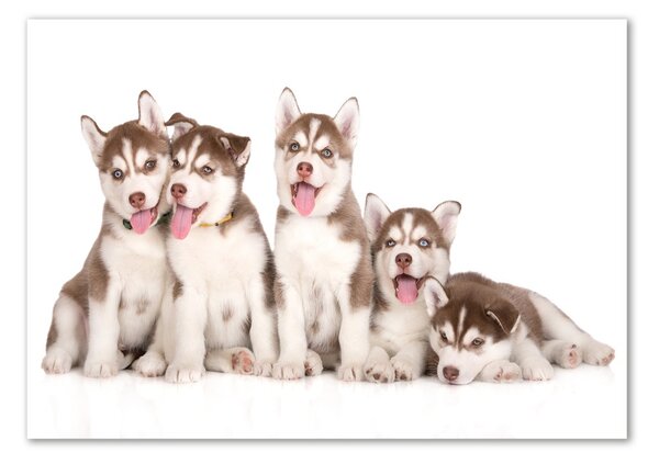 Foto obraz sklo tvrzené Štěňata Husky osh-110309501