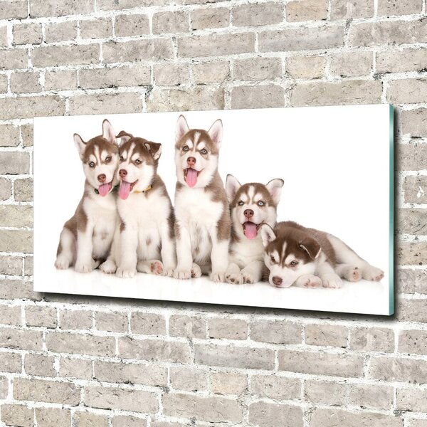 Foto obraz sklo tvrzené Štěňata Husky osh-110309501