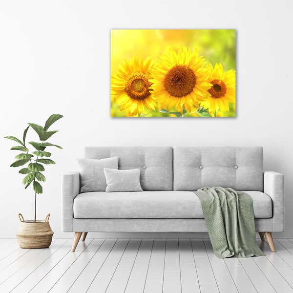 Moderní fotoobraz canvas na rámu Slunečníky oc-110835200