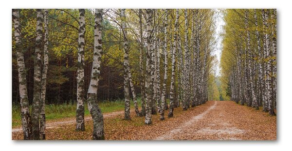 Fotoobraz na skle Alej bříz osh-111097387