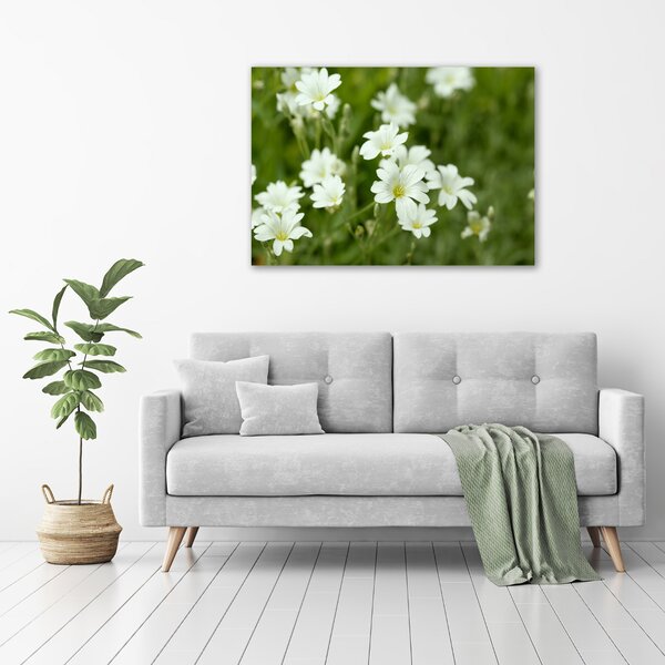 Foto obraz canvas Jarní květiny oc-112767766