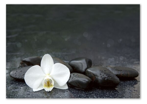 Foto obraz fotografie na skle Orchidej osh-113617594