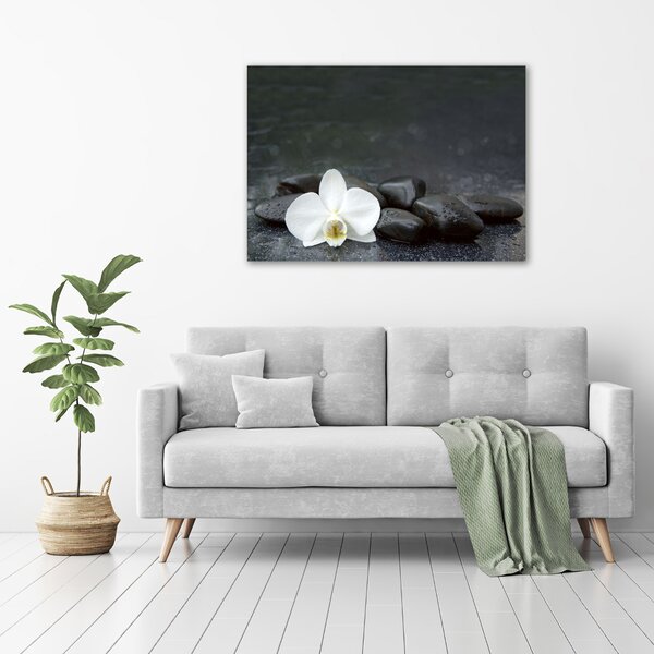 Foto obraz na plátně Orchidej oc-113617594