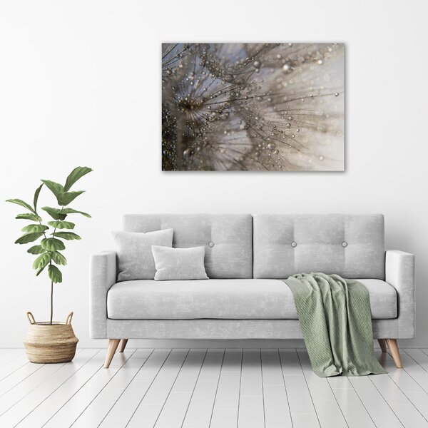 Foto obraz canvas Semeno pampelišky oc-114030264