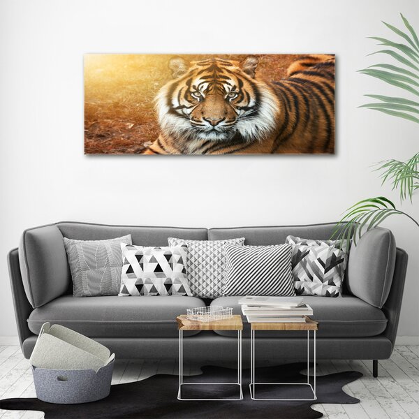 Moderní fotoobraz canvas na rámu Bengálský tygr oc-116603957