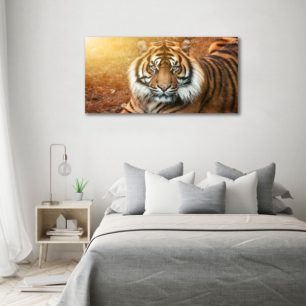 Moderní fotoobraz canvas na rámu Bengálský tygr oc-116603957