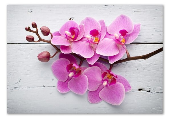 Foto obraz skleněný horizontální Orchidej a na stromě osh-118409675