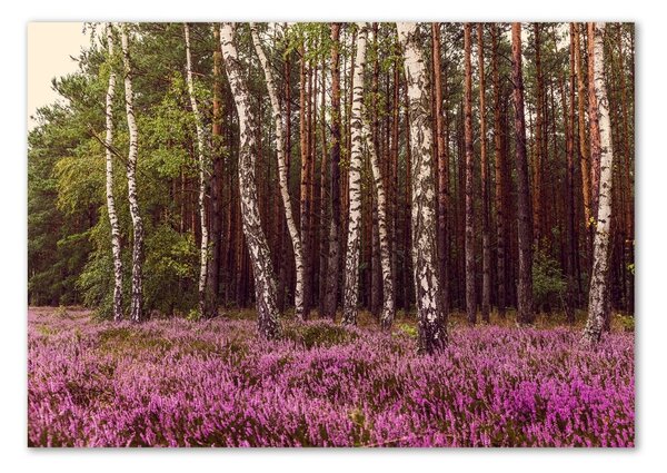 Foto obraz sklo tvrzené Vřesoviště osh-120519318