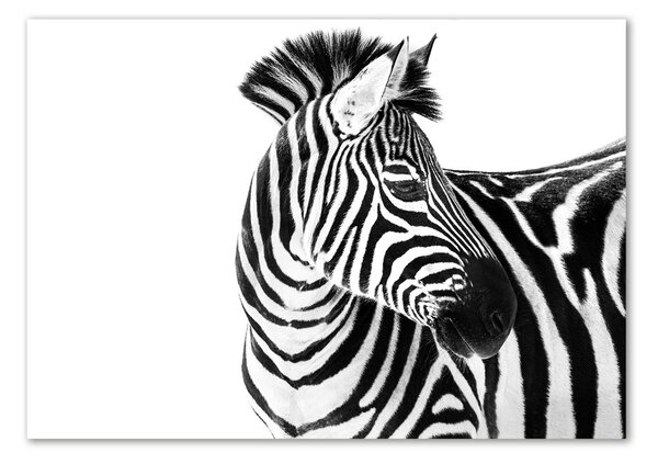 Foto obraz sklo tvrzené Zebra ve sněhu osh-121577688