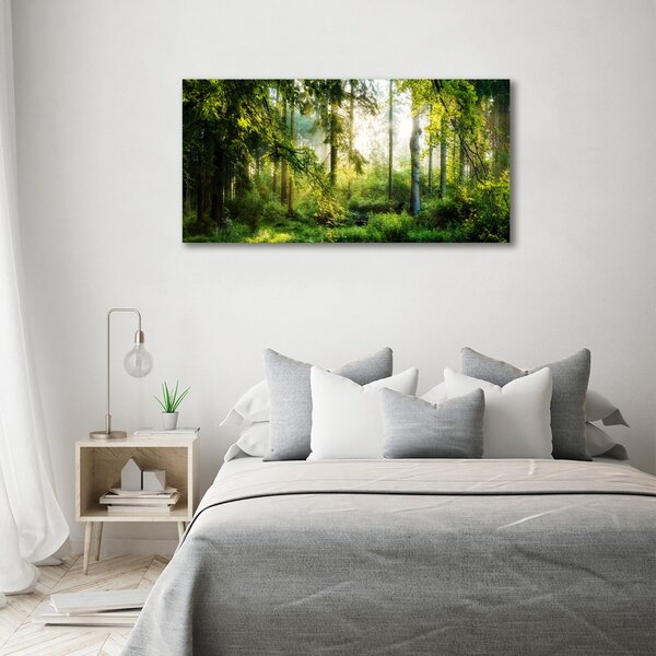 Foto obraz fotografie na skle Ranní slunce les osh-122163677