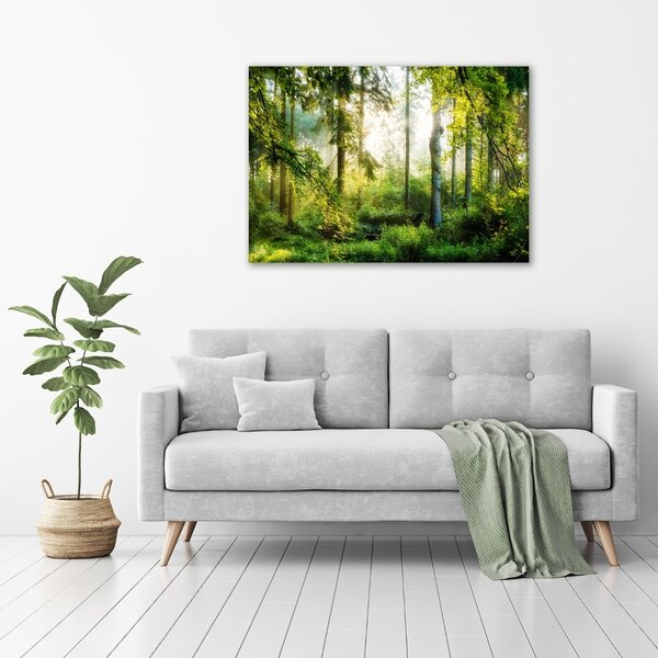 Foto obraz fotografie na skle Ranní slunce les osh-122163677