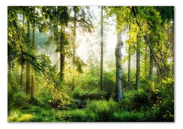 Foto obraz fotografie na skle Ranní slunce les osh-122163677