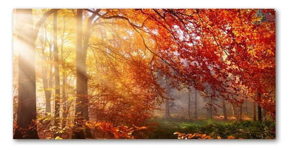 Foto obraz fotografie na skle Podzimní les osh-122248477