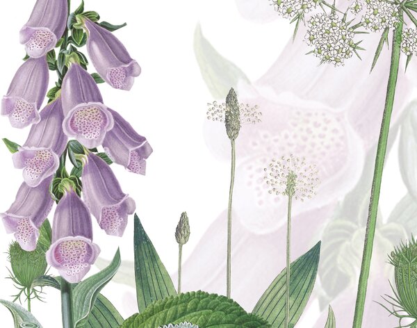 FUGU Tapeta květiny - Foxglove Flovers Materiál: Digitální eko vlies - klasická tapeta nesamolepicí