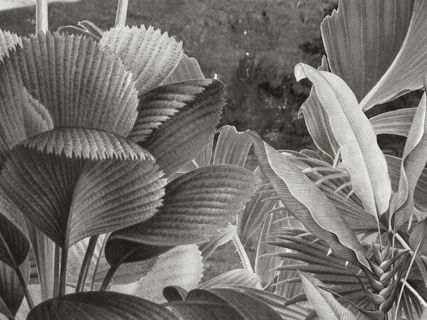 FUGU Tapeta na zeď - Leopard Landscape B&W Materiál: Digitální eko vlies - klasická tapeta nesamolepicí