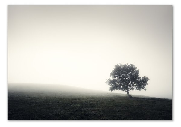 Foto obraz fotografie na skle Strom osh-122846887