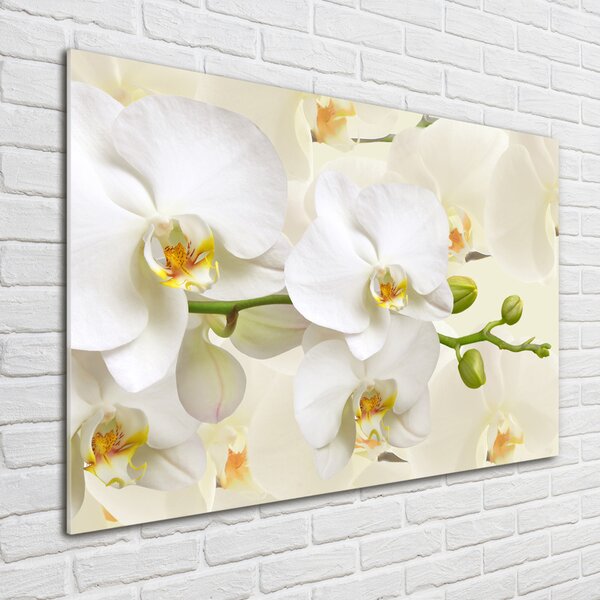 Fotoobraz na skle Orchidej osh-123330197